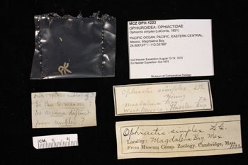 Media type: image;   Invertebrate Zoology OPH-1222